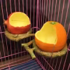 Parrot feeding basin anti-sprinkling food box creative fruit bowl hanging cage stand tiger skin peony Xuanfeng bird feeder - Image 2